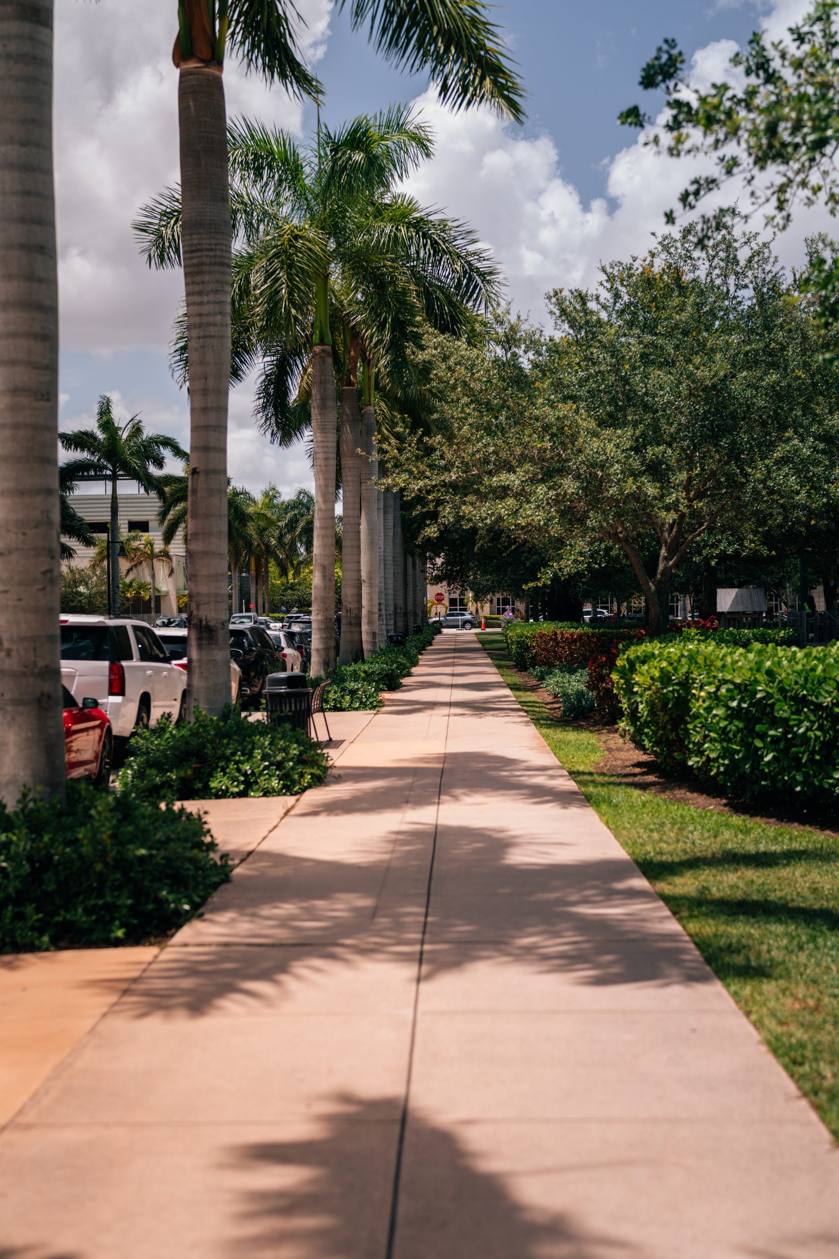 palms sidewalk garden downtown doral miami florida cars nature t